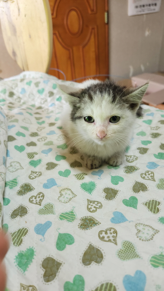 익산유기동물보호소_445468202302173